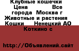 Клубные кошечки › Цена ­ 10 000 - Все города, Москва г. Животные и растения » Кошки   . Ненецкий АО,Коткино с.